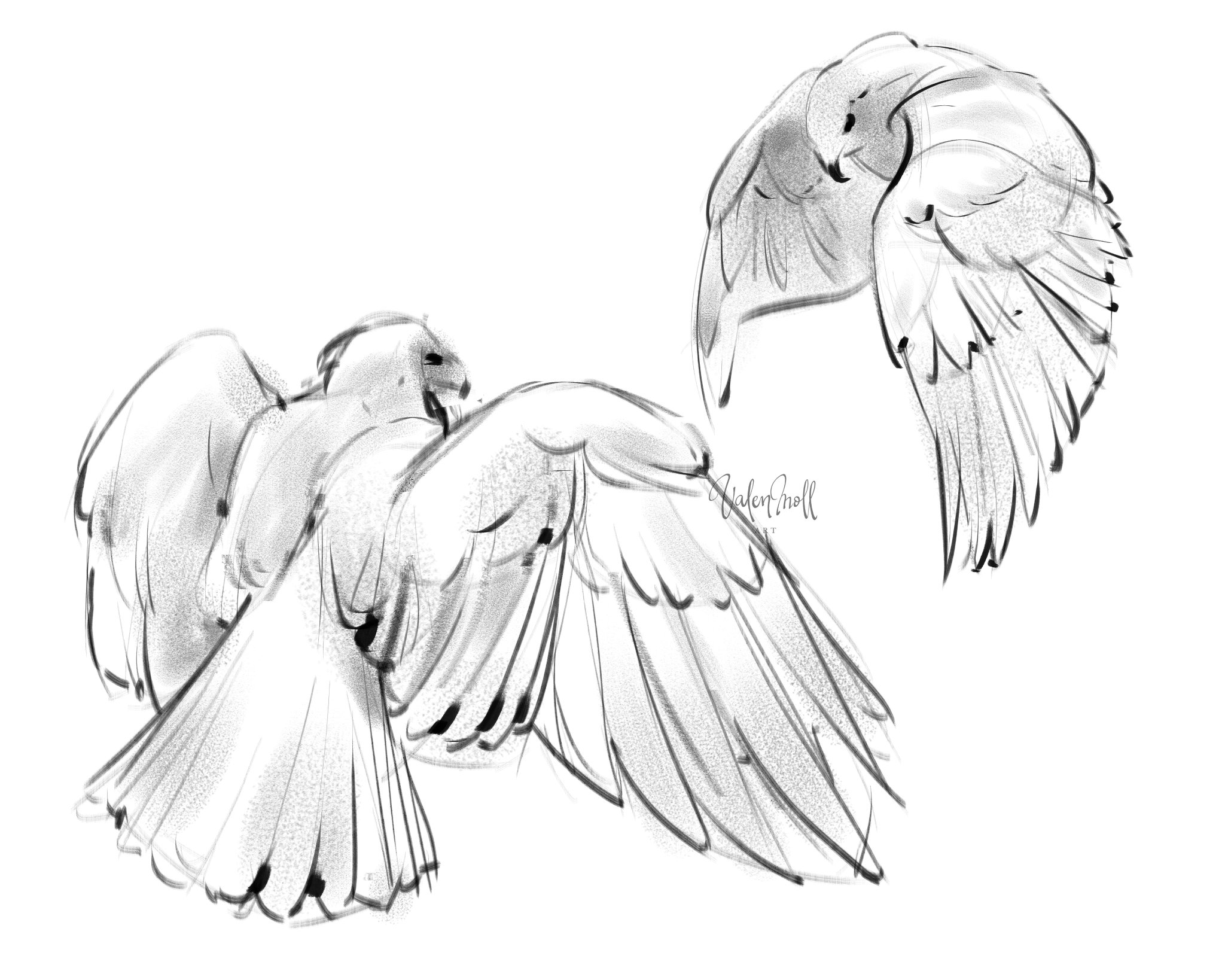 Bird Sketches(バード・スケッチズ) Val 🌷 on X: 
