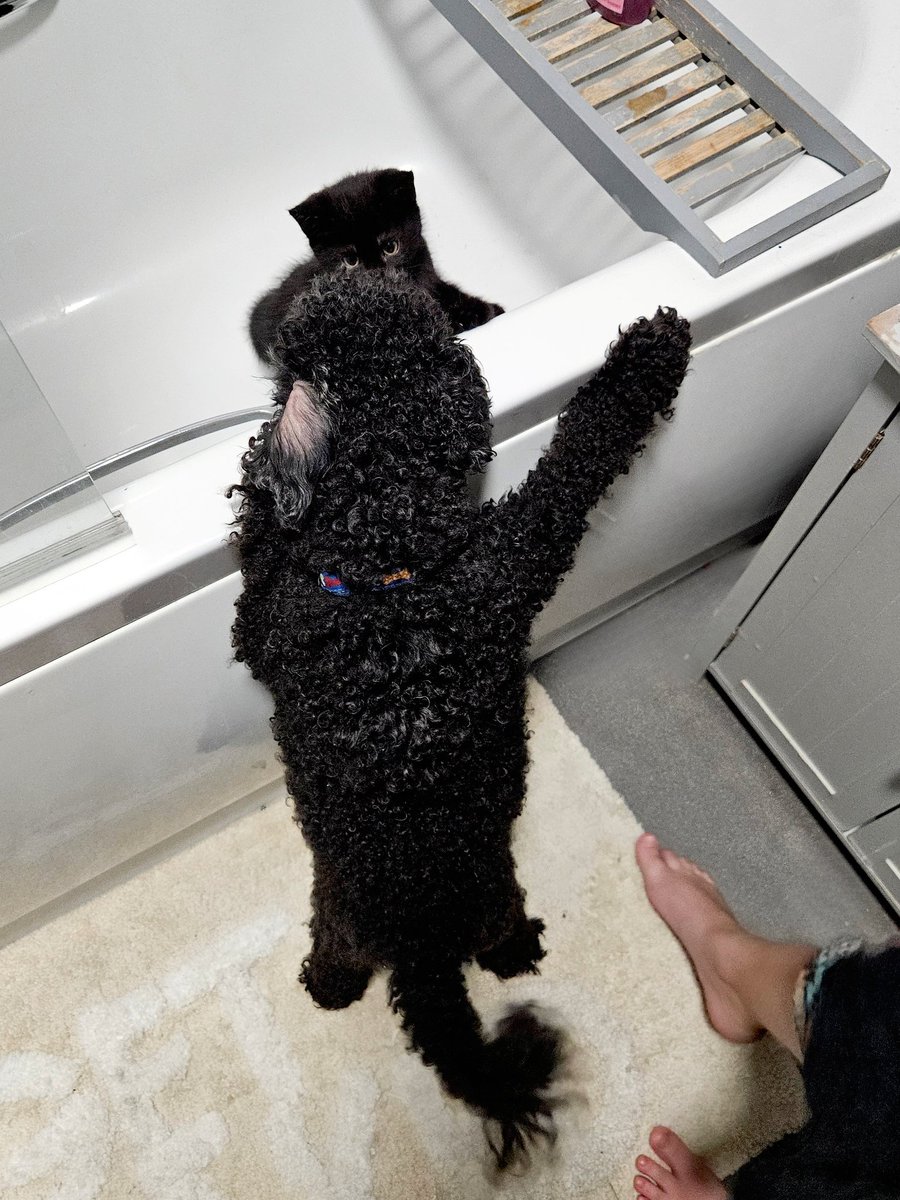 jodie_rhianon's tweet image. I&apos;d forgotten that kittens like to zoom around like they are possessed.
Mine has been playing hide and seek with the dog, while my 8 year old was brushing her teeth before bed. She&apos;s now yeeting herself about, no fucks given. I need to sleep. Send help. 😂 #TomAndJerryVibes