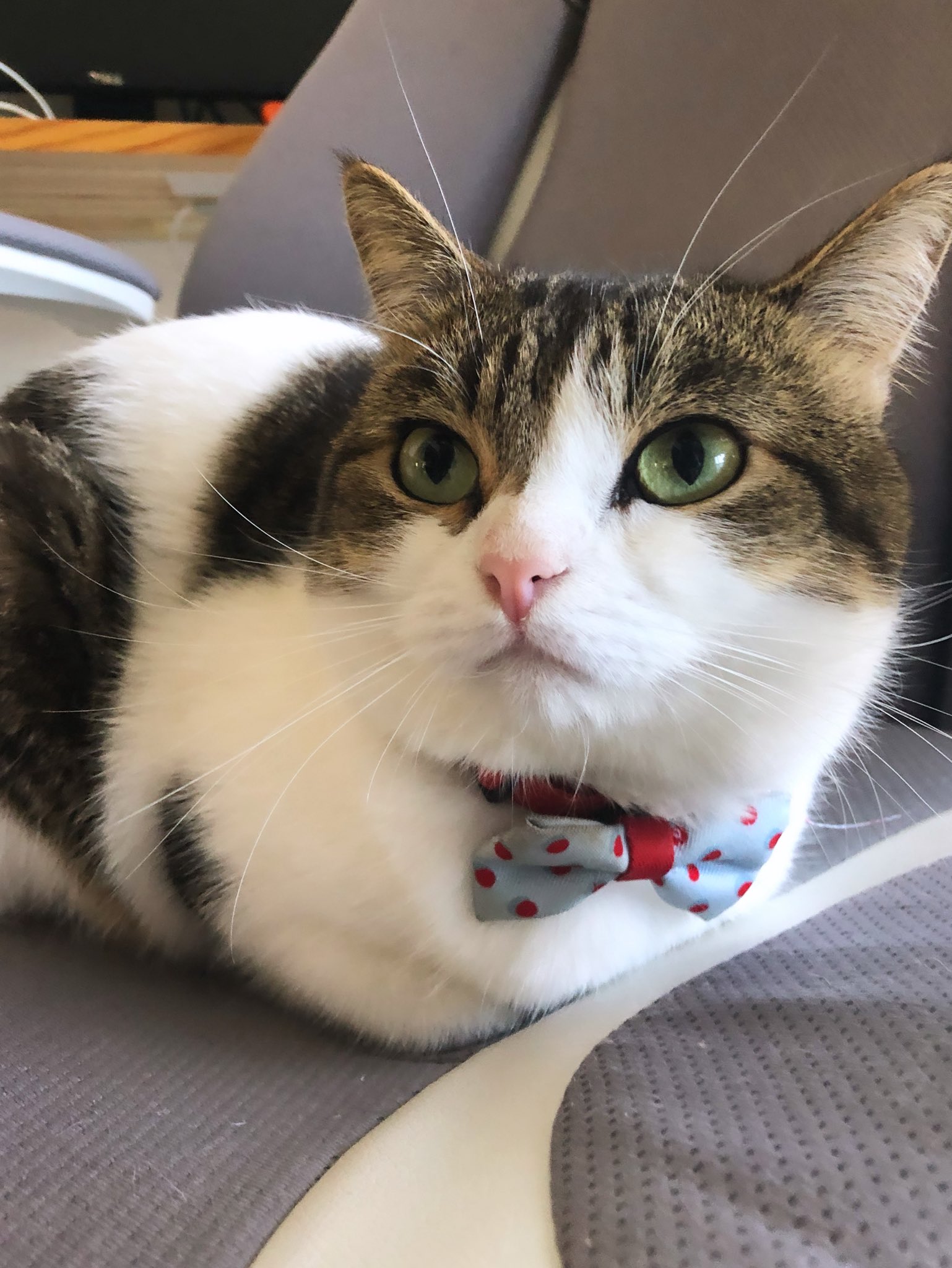 ねこずく★フォロー割引 ふんばるず (レギュラーサイズ) どうぶつ ねこぜ ぬいぐるみ