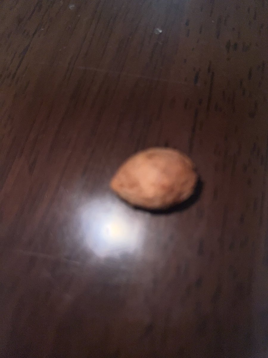 AkioAlgorand's tweet image. 梅干しの種を植えたら生えてくるか試す。