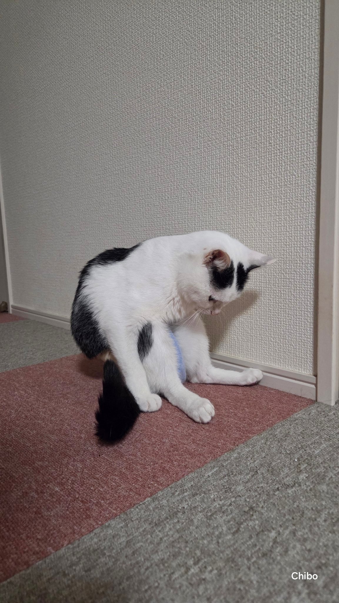 パミオウーノ ごろねこ ごろねこサミット - ごろねこ図鑑
