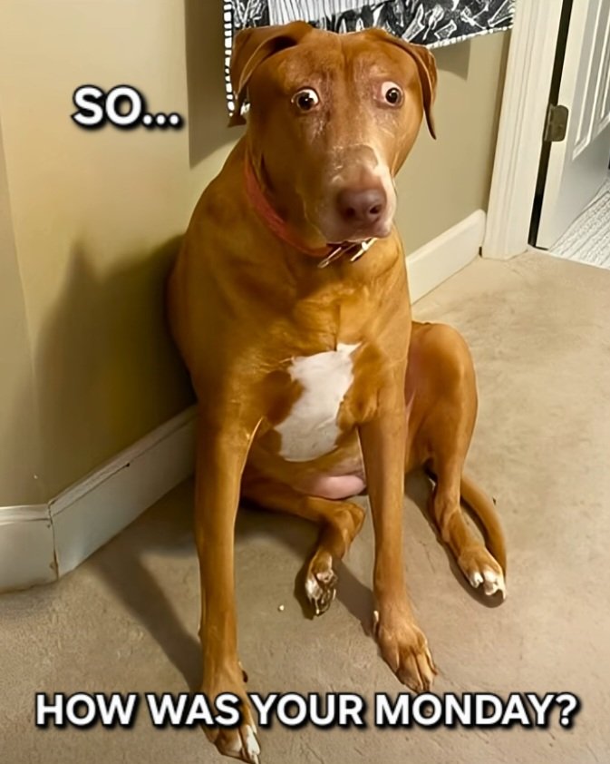 Hope you survived it...