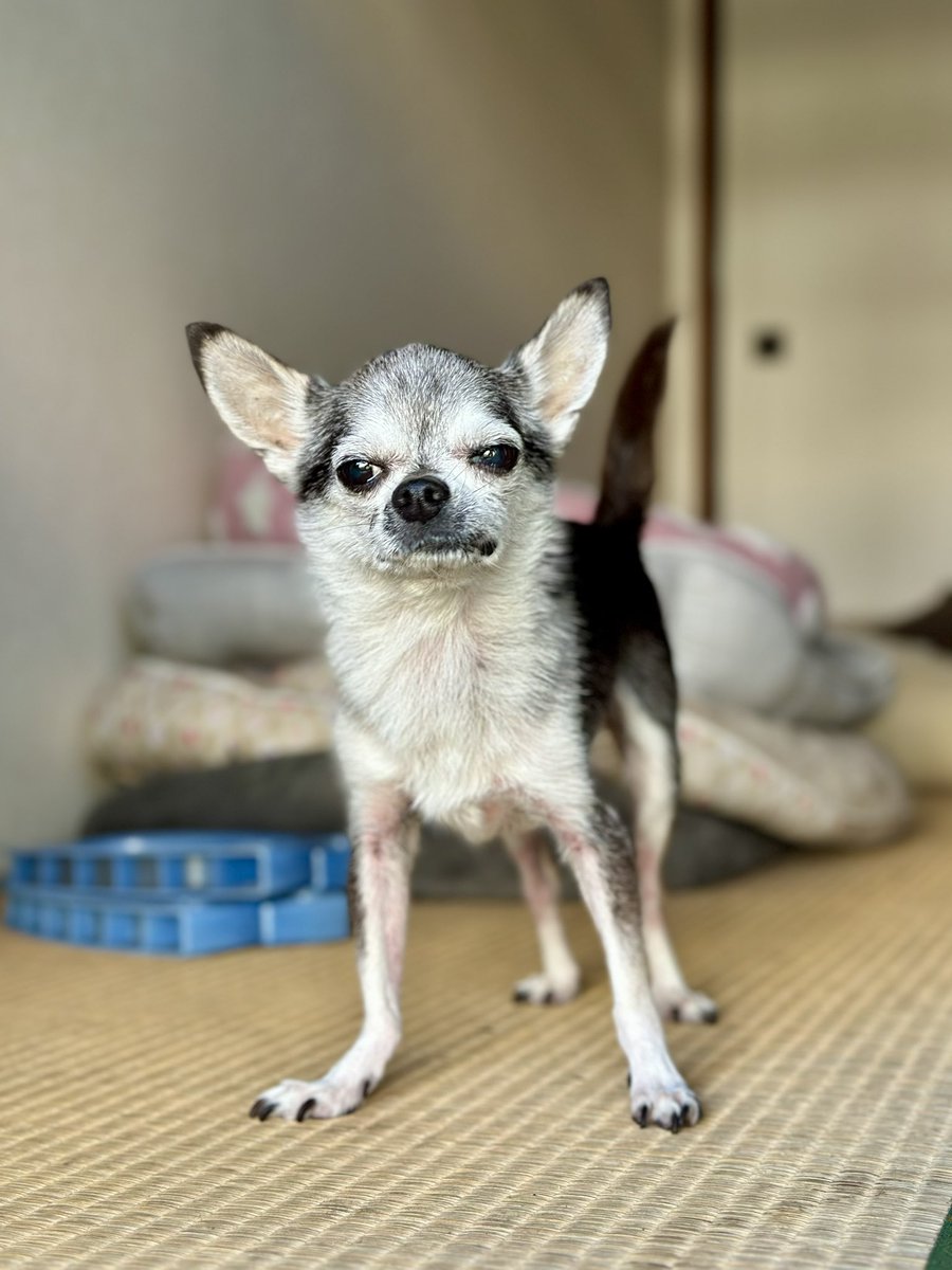 yuzu_chihuahua's tweet image. ジト目チワワ