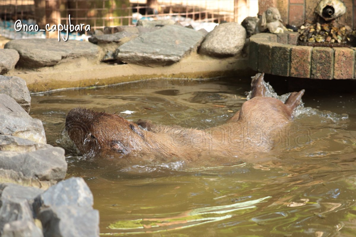nao_capybara's tweet image. おはようございます
#サユリワールド