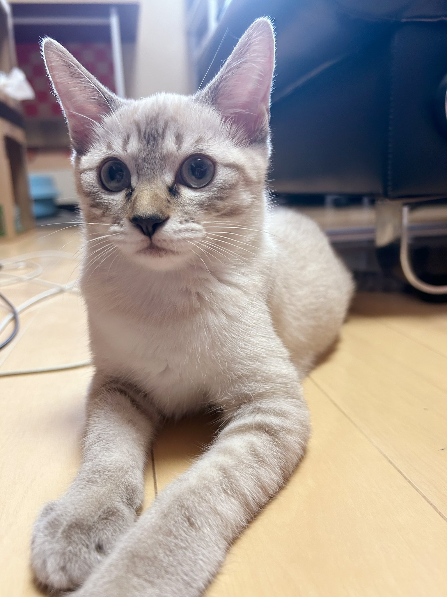 もずのあ🐈‍⬛ on X: 
