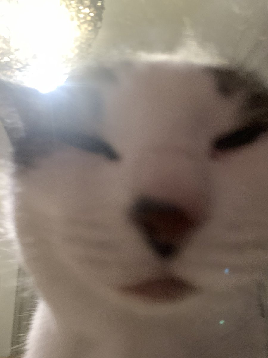 TheCatNamedMags's tweet image. This time there’re 12 bombs in YOUR ass