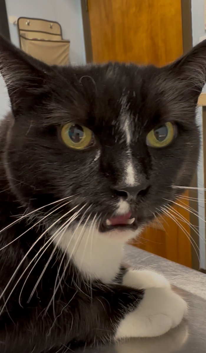 ReaganAndWonky's tweet image. momb here. We’ve been to the vet today and now we’re at the emergency vet on their recommendation. Reagan is not having a good day. Paws in?