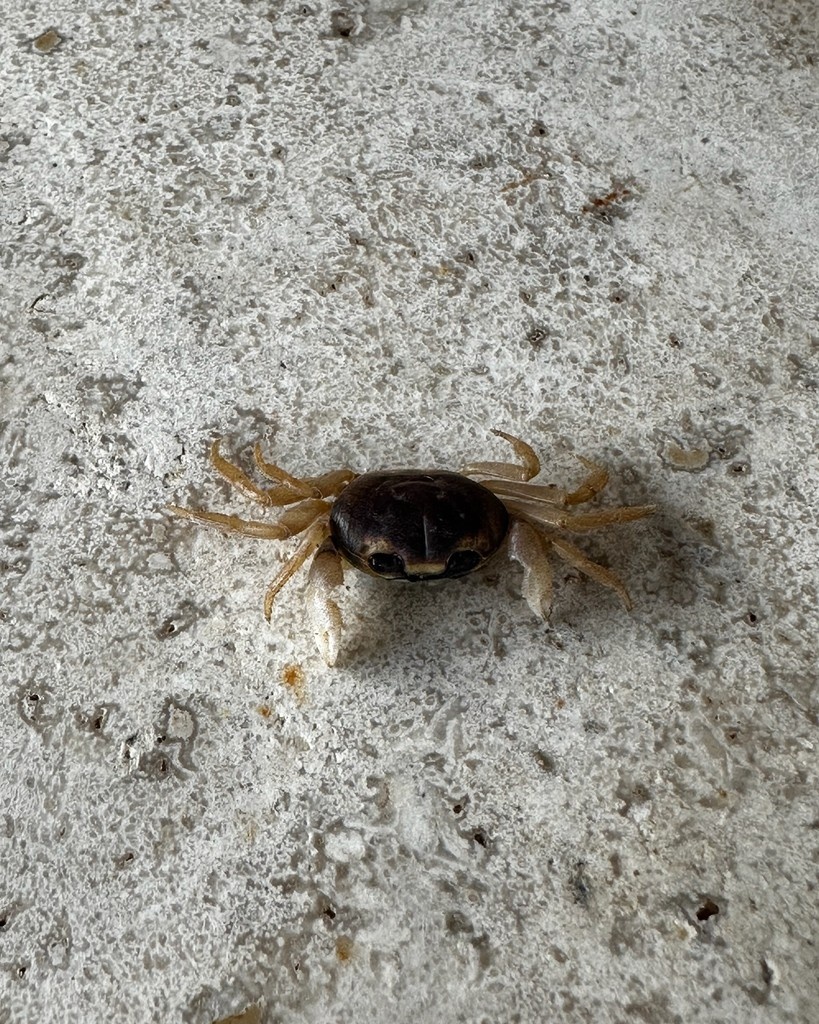Our tiniest visitor today! Nature always finds its way home at Villa Milagro. 🦀 #CoastalVisitors #VillaMilagroVibes #TronconesBeach