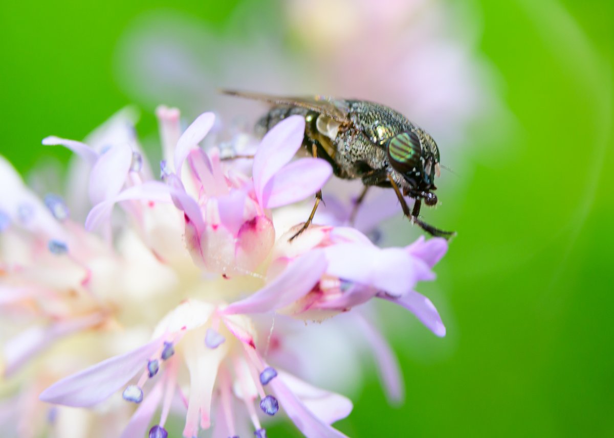 226Danny's tweet image. #小さな生き物たち
#ツマグロキンバエ
Zf + AF Zoom-Nikkor 28-80mm F3.3-5.6G(前玉外し)
F16まで絞ってるのにピント薄い