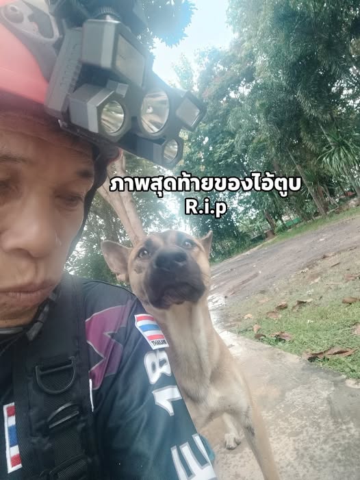 platutong's tweet image. ไอ้ตูบ จะอยู่กับพวกเรา ระเบิดลงก็จะวิ่งไปพร้อมกัน
ล่าสุดไอ้ตูบวิ่งไปไม่ถึงหลุมหลบภัย
ไปหมอบอยู่ใต้รถทหาร ระเบิดลง
เป็นการสิ้นสุดการเดินทางของ ไอ้ตูบราชาแห่งสนามรบ