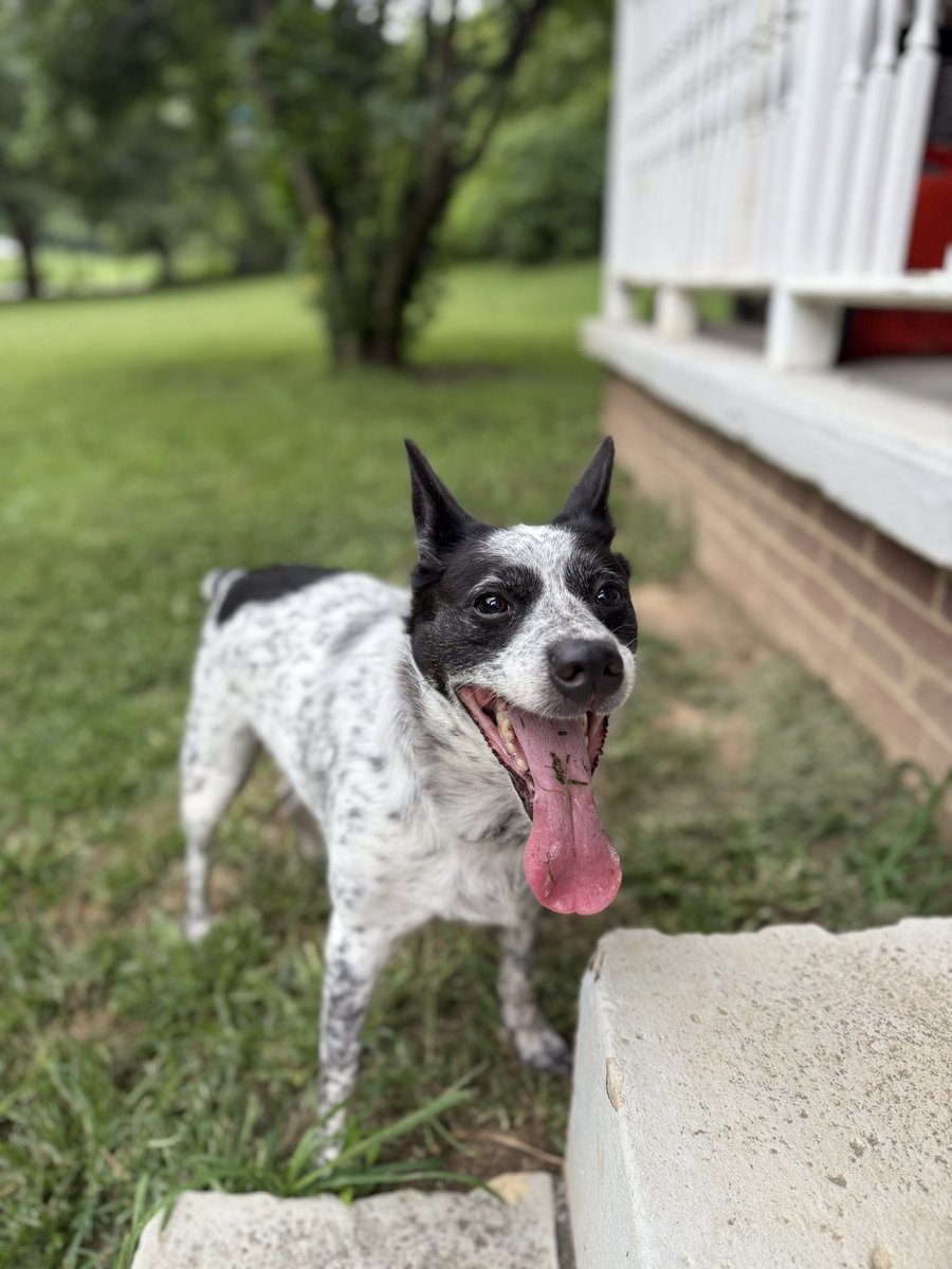MsP_WV's tweet image. My pups, Joey (12) and Ellie (8)- excuse the grass in her mouth, she’s obsessed with playing fetch! 

I want to see your pets! 📸❤️ post them 👇