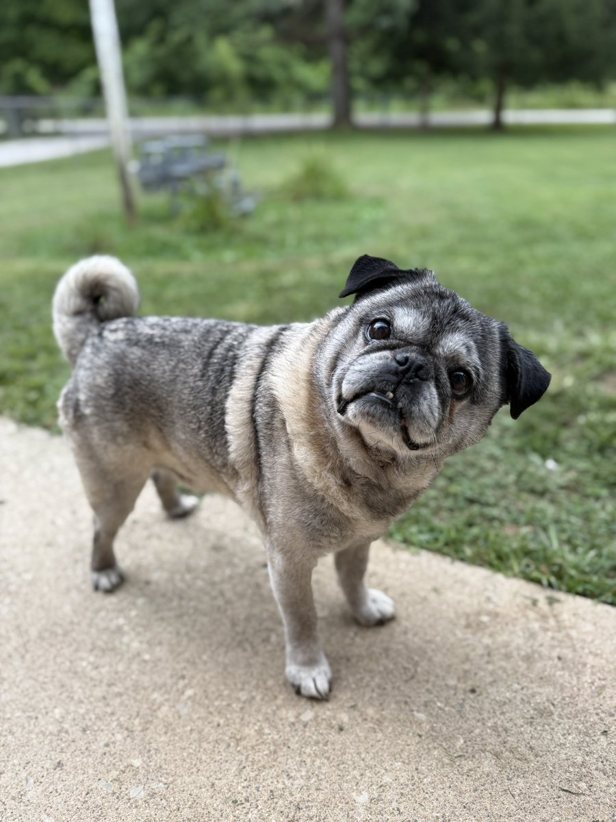 MsP_WV's tweet image. My pups, Joey (12) and Ellie (8)- excuse the grass in her mouth, she’s obsessed with playing fetch! 

I want to see your pets! 📸❤️ post them 👇