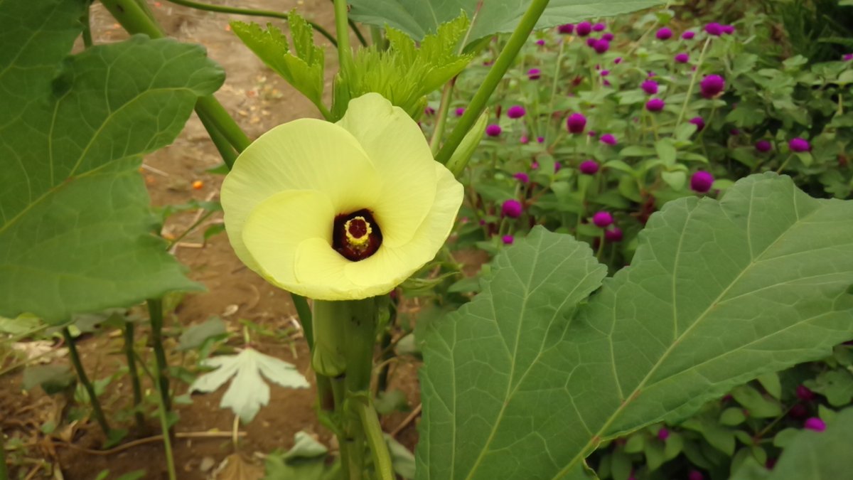 LeliMyorushii's tweet image. おはようございます!
これはオクラの花です。静岡県の農家ではよく食卓に出します。食べ方:天ぷら・おひたし・湯がく
シャリシャリしたしょっかんです。美肌にいいみたいですよ。たまに食べるとはまります。…
