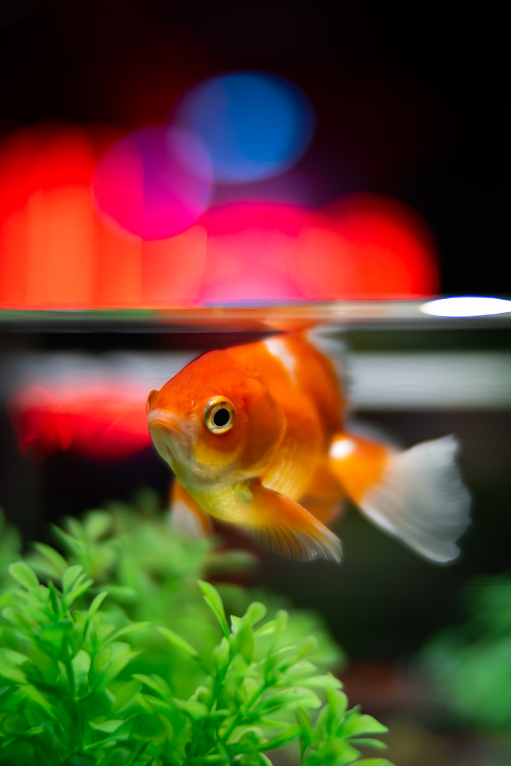 金魚アート - 金属製 Yahoo!オークション - ワイヤーアート 金魚 和金