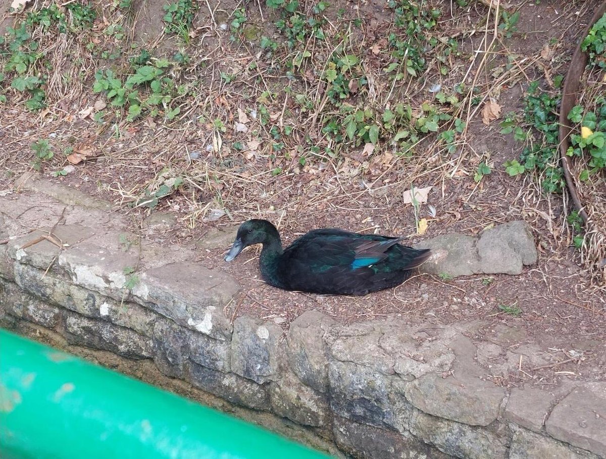 HmmmNiceee's tweet image. Radioactive river