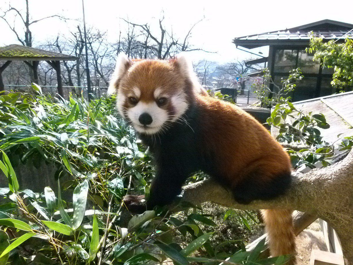 HourlyWah's tweet image. [🔗](api.tinyfox.dev/hourly/wahs/ph…)