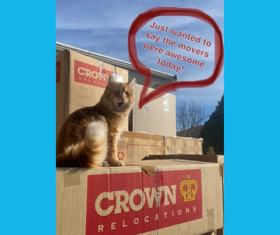 CrownReloNZ's tweet image. 😻 Meet our fluffiest fan, lounging in style! 📦

"Chris, Josh &amp;amp; the whole Crown team were so awesome with our move. Very stress free &amp;amp; seamless. Thanks so much team!" Hannah, Dunedin

#MoveWithCrown #CustomerFeedback #MovingDay #HappyCustomers #CatOnTheMove #MovingReviewNZ