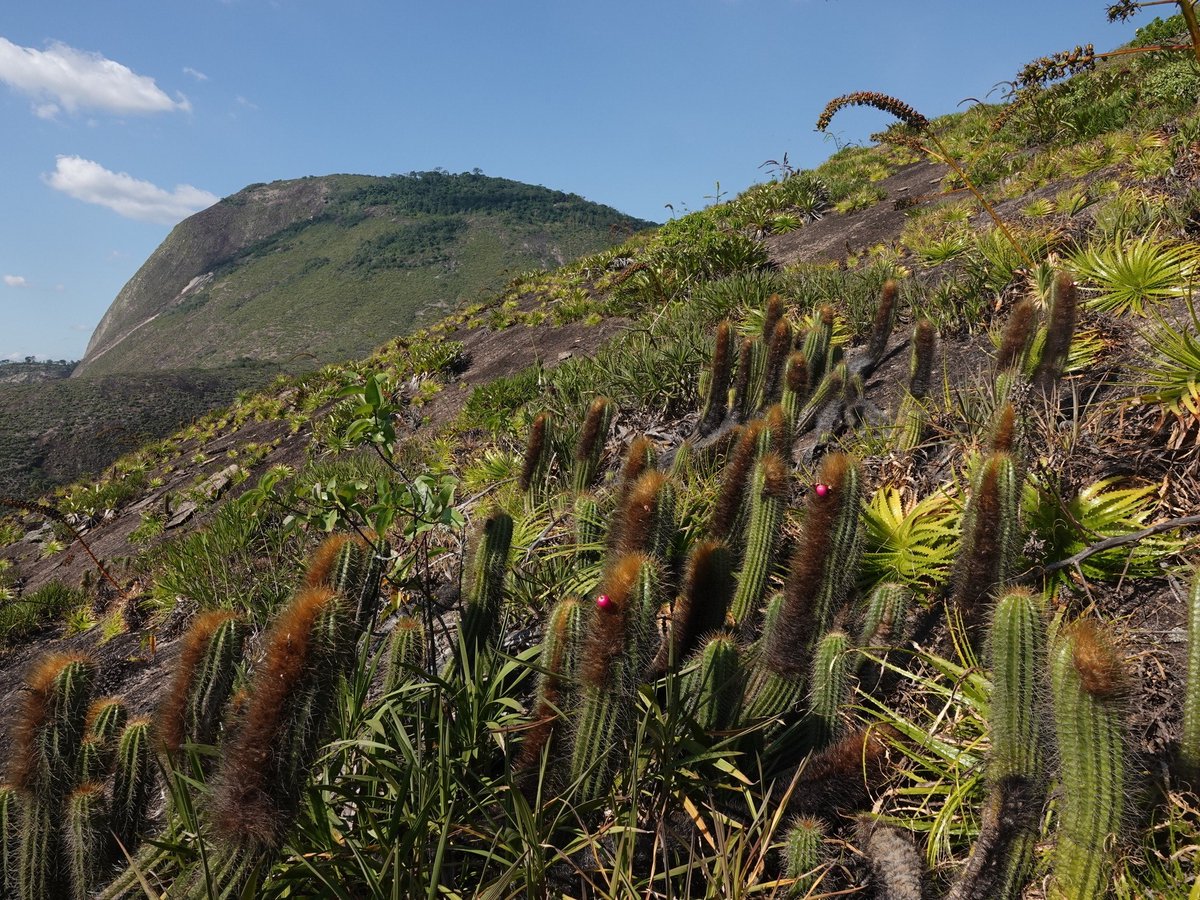 On Aug. 20th at 5:30PM, Sherman Library and Gardens Horticulturist, Dylan Zoller, will give a presentation on the diversity of plant life on the cloud forests and plateaus of the Brazilian highlands. 

ruthbancroftgarden.org/event/jewels-o…