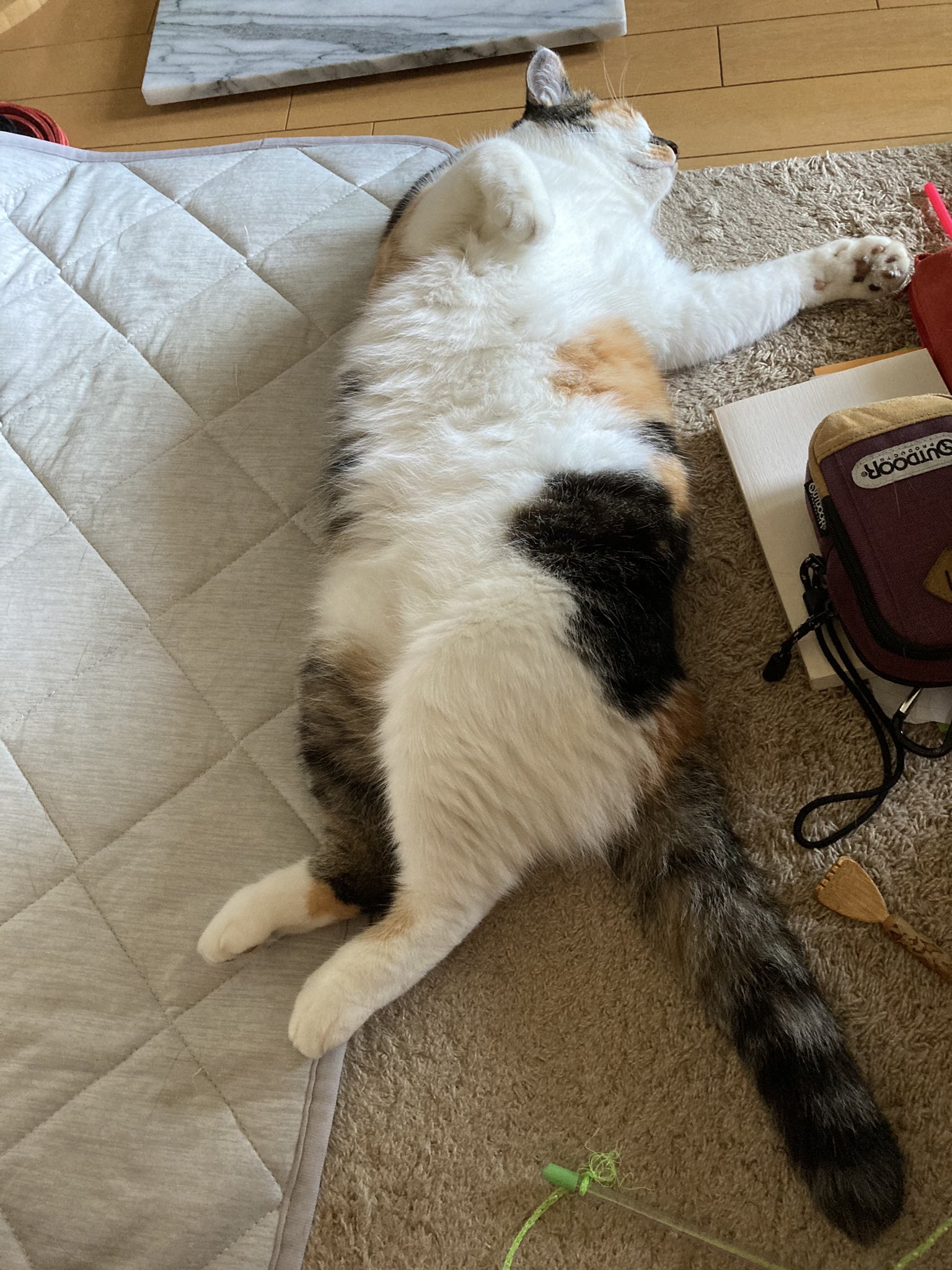 猫じゃらし様♡ありがとうございます♡ 猫じゃらし on X: 