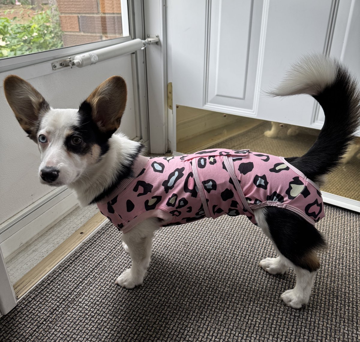 Mabel’s in her hot pink, leopard print, post-surgery onesie and acting like I personally betrayed her. 

Which, fair.