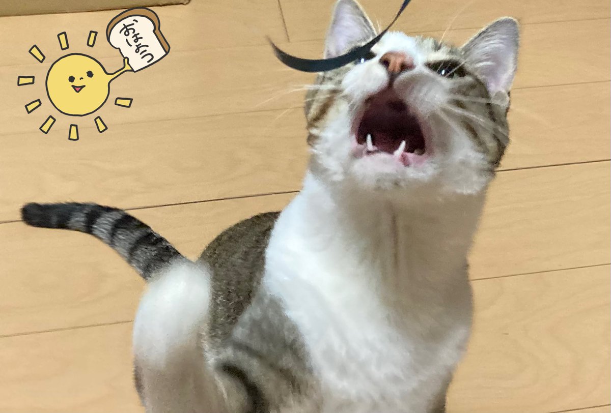 sora03230206's tweet image. おはそら😸☀️
火曜日✨暑い日が続きますにゃー🫠🫠🫠
みにゃさま、熱中症に気をつけてお過ごしくださいにゃん🍹
今日もよろしくお願いしますにゃ♡ฅ^ ̳• ·̫ • ̳^ฅ
素敵な1日ににゃりますように🍀✧˚ ༘ ⋆。˚
気をつけて行ってらっしゃいにゃ🐾
#ガオー曜日
#猫好きさんと繋がりたい…