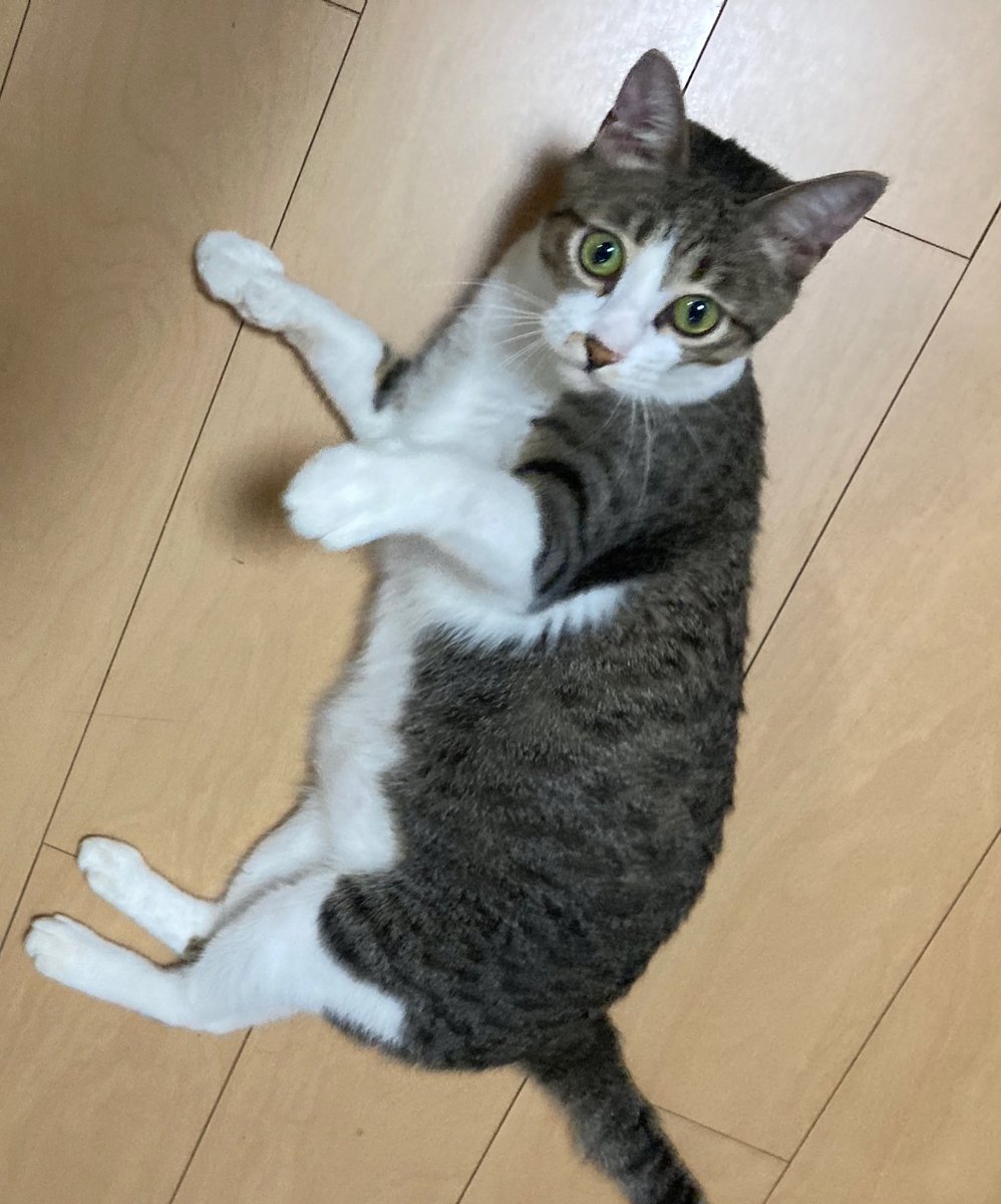 sora03230206's tweet image. おはそら😸☀️
火曜日✨暑い日が続きますにゃー🫠🫠🫠
みにゃさま、熱中症に気をつけてお過ごしくださいにゃん🍹
今日もよろしくお願いしますにゃ♡ฅ^ ̳• ·̫ • ̳^ฅ
素敵な1日ににゃりますように🍀✧˚ ༘ ⋆。˚
気をつけて行ってらっしゃいにゃ🐾
#ガオー曜日
#猫好きさんと繋がりたい…
