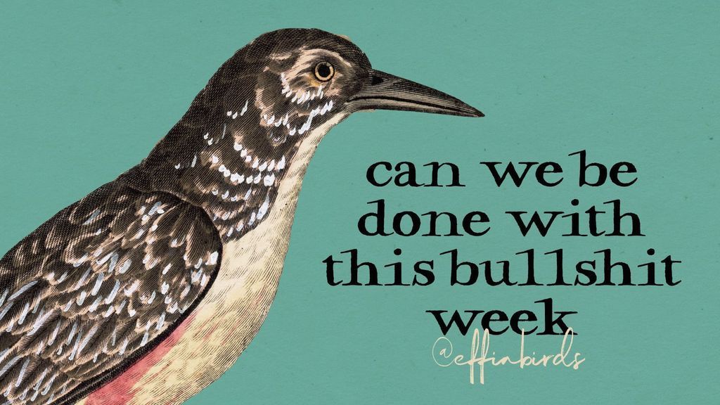 Effin' Birds (@effinbirds) on Twitter photo 