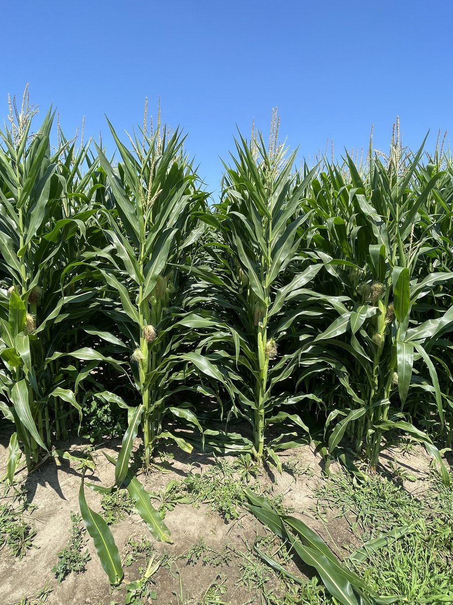 CarterKing97's tweet image. Doing a little trial simulating tar spot at our research plot, defoliated leaves above and below the ear, and just the ear leaf. Will repeat in a few weeks to see how timing affects the final result.