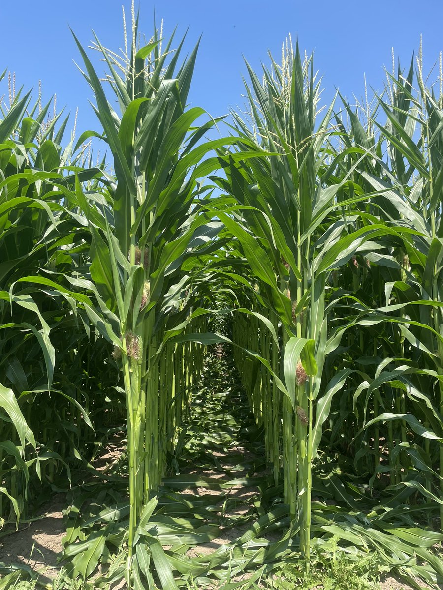 CarterKing97's tweet image. Doing a little trial simulating tar spot at our research plot, defoliated leaves above and below the ear, and just the ear leaf. Will repeat in a few weeks to see how timing affects the final result.