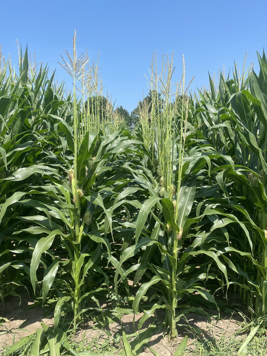CarterKing97's tweet image. Doing a little trial simulating tar spot at our research plot, defoliated leaves above and below the ear, and just the ear leaf. Will repeat in a few weeks to see how timing affects the final result.