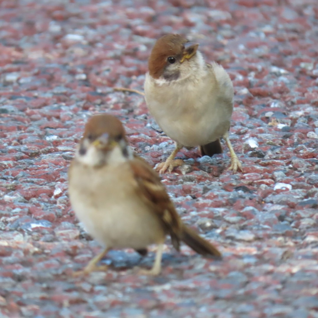 easteaglechun3's tweet image. おはようございます🐦️
#ちゅん活 #すずめ #bird