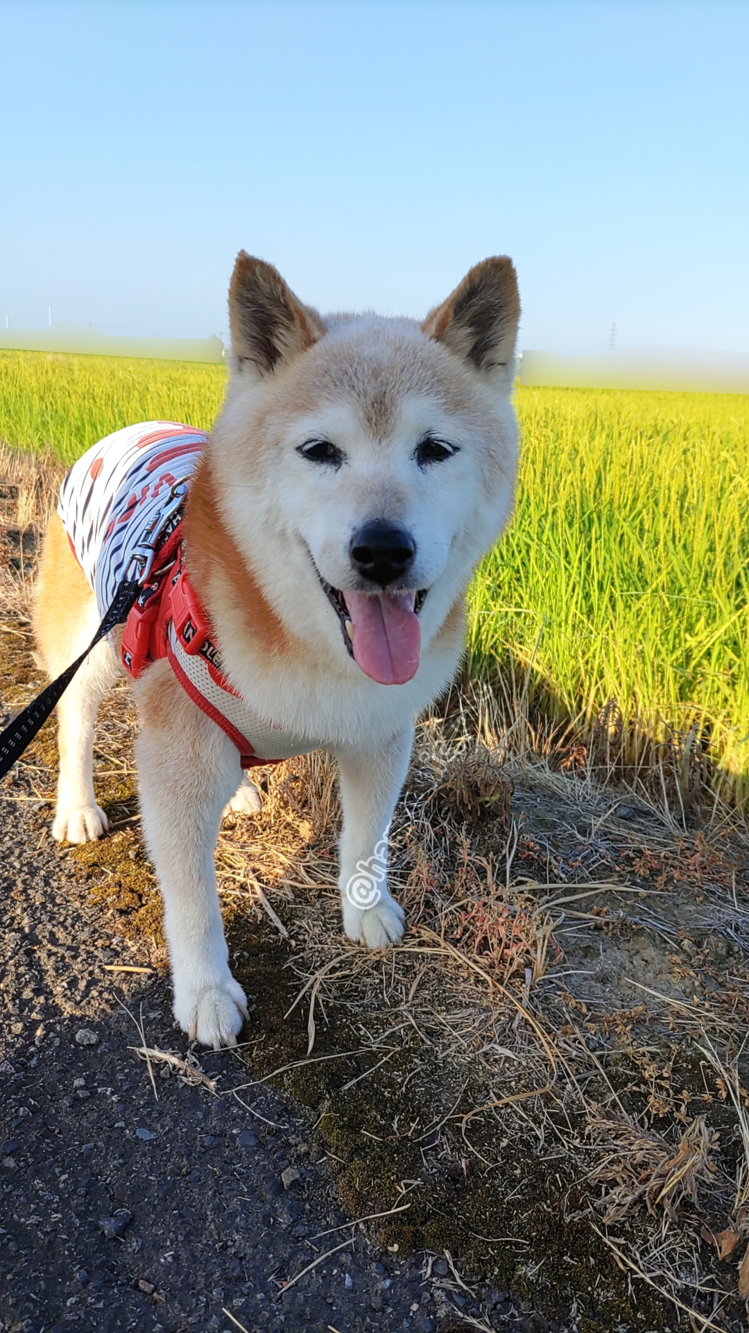 yutaka4848🐕🐾🎮💻_φ(・_・ on X: 
