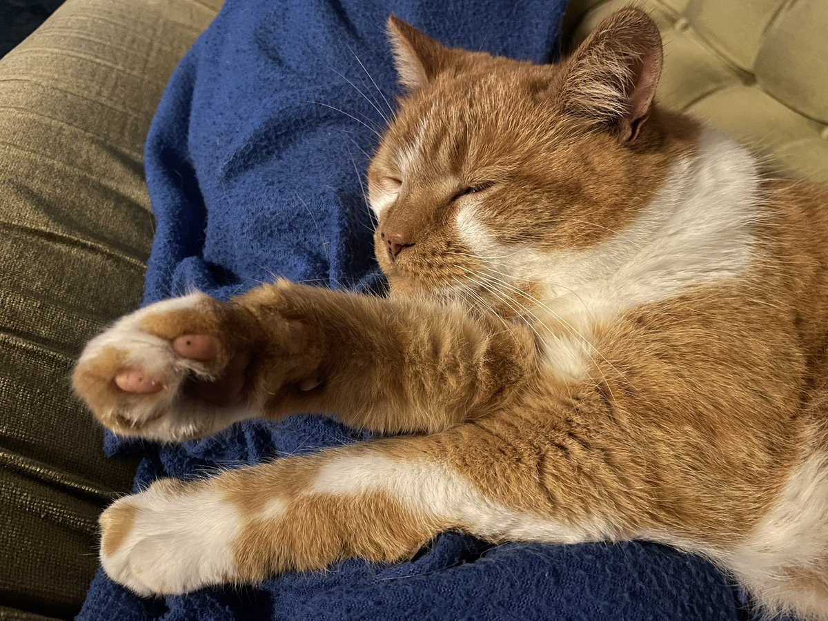 Me sleepy…zzzzzzzzzz…