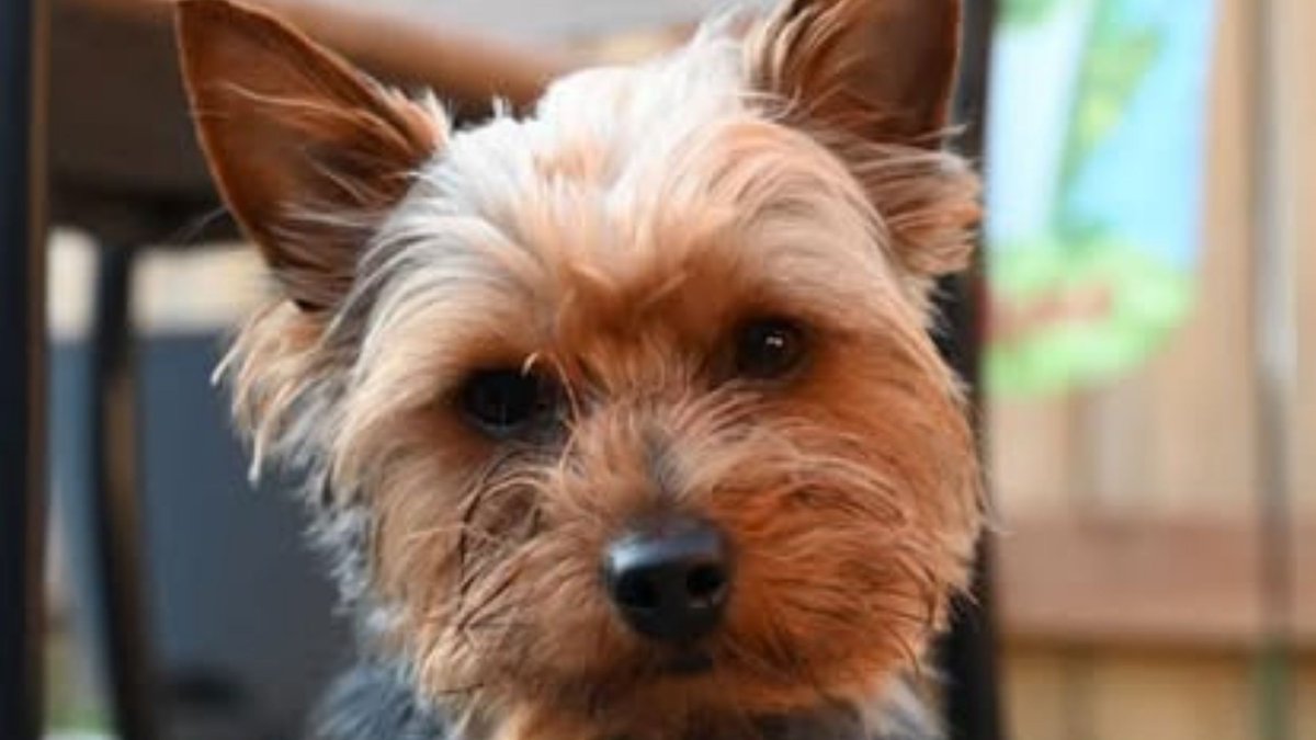 A Good Dog’s Last Days

Lately, Gus has been laying on the floor more than usual. Not sleeping. Just there. Quiet. Watchful. Like he’s waiting on something.

He’s a Yorkshire Terrier, six years old, though you’d never guess it. He still looks like royalty in a dog’s body. His