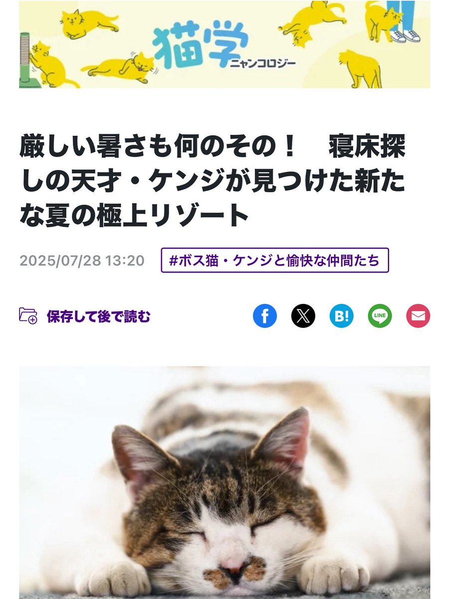 miho885610's tweet image. 読売新聞オンライン連載中の『ケンジと愉快な仲間たち』7月更新されました。
ケンジの安眠の秘密✨
#ボス猫ケンジ
x.gd/9XSDJ