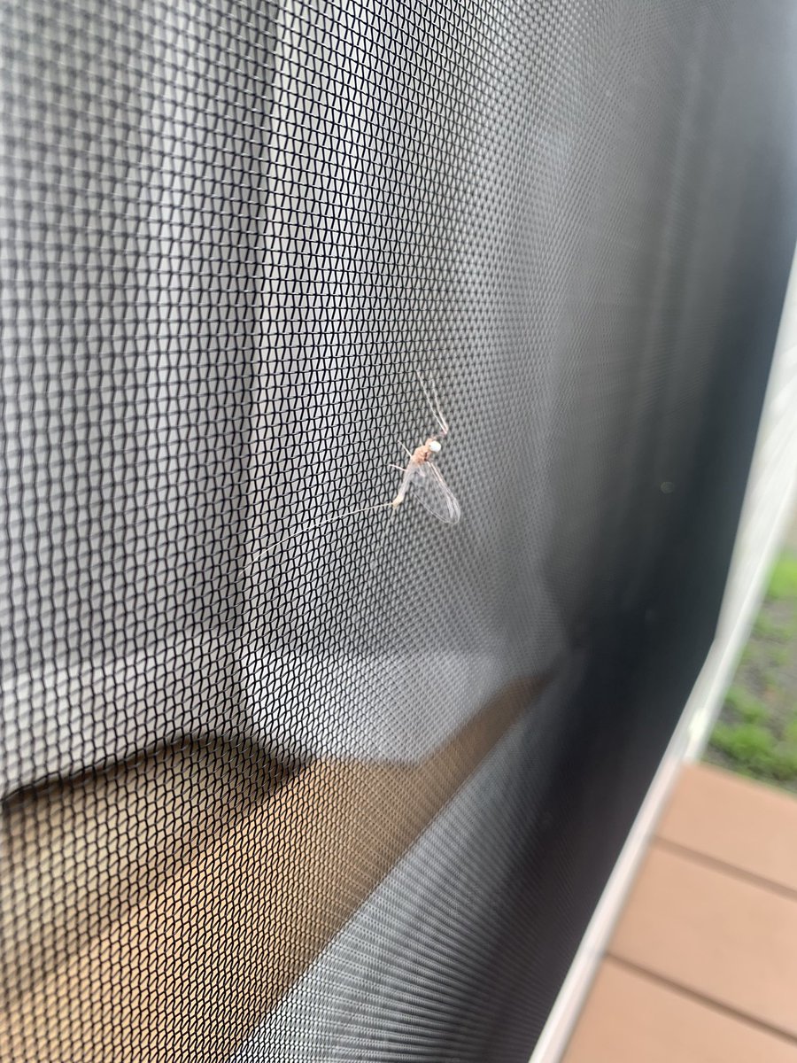 この透明な虫はなんだろう