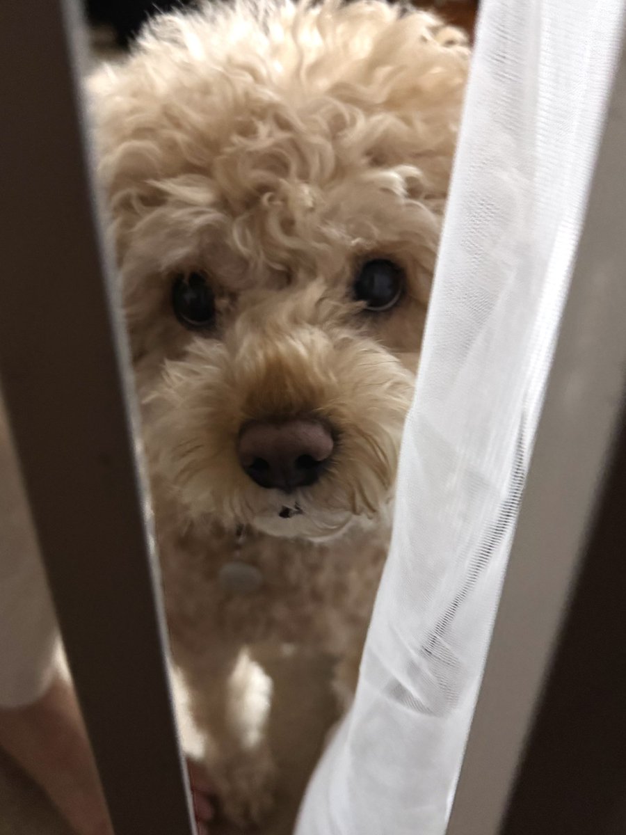 choprotector's tweet photo. 오늘 저희 강아지의 10살 생일인데, 같이 축하해주실 수 있나요?? ♡ https://t.co/jll5hiaCK7