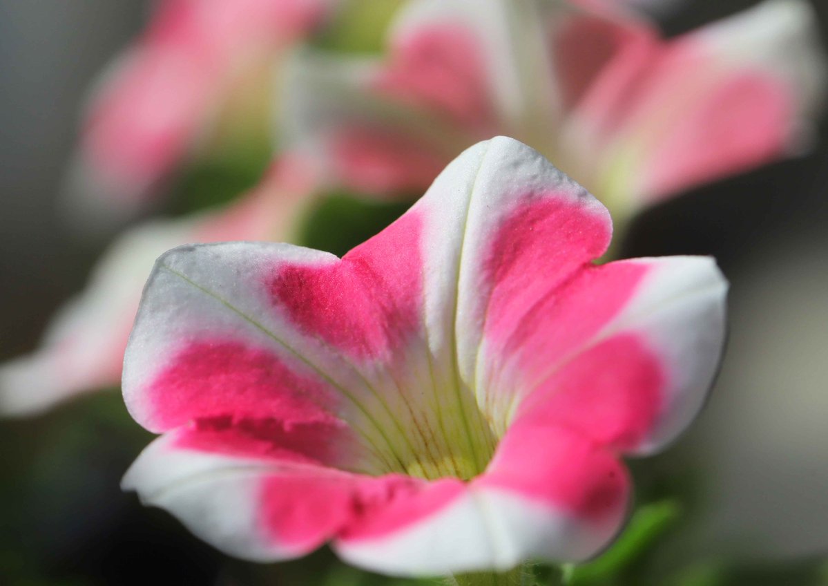 hiroshisj's tweet image. かわいらしい花を咲かせたペチュニア。花びらに、ハートのマークが入っています(^^)