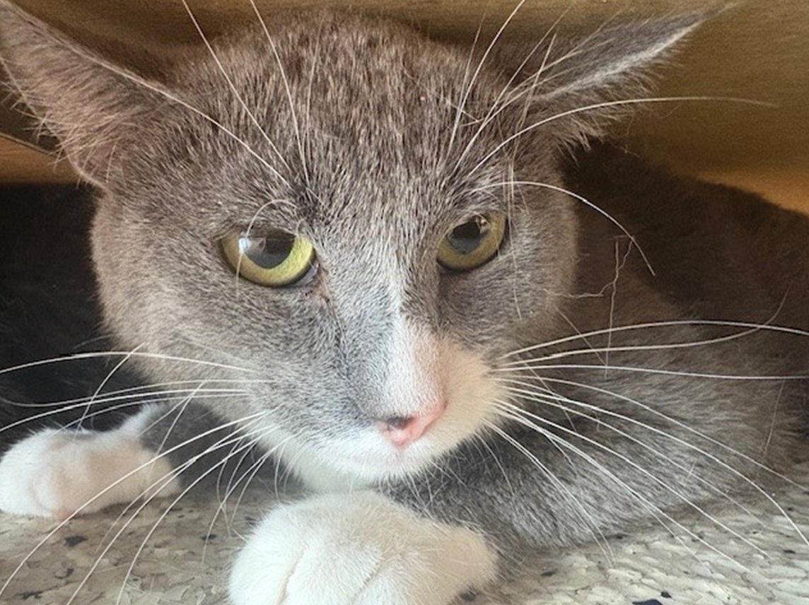 Northglenn PD PIO tweet media