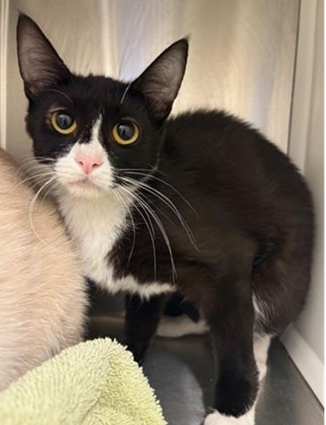 Northglenn PD PIO tweet media