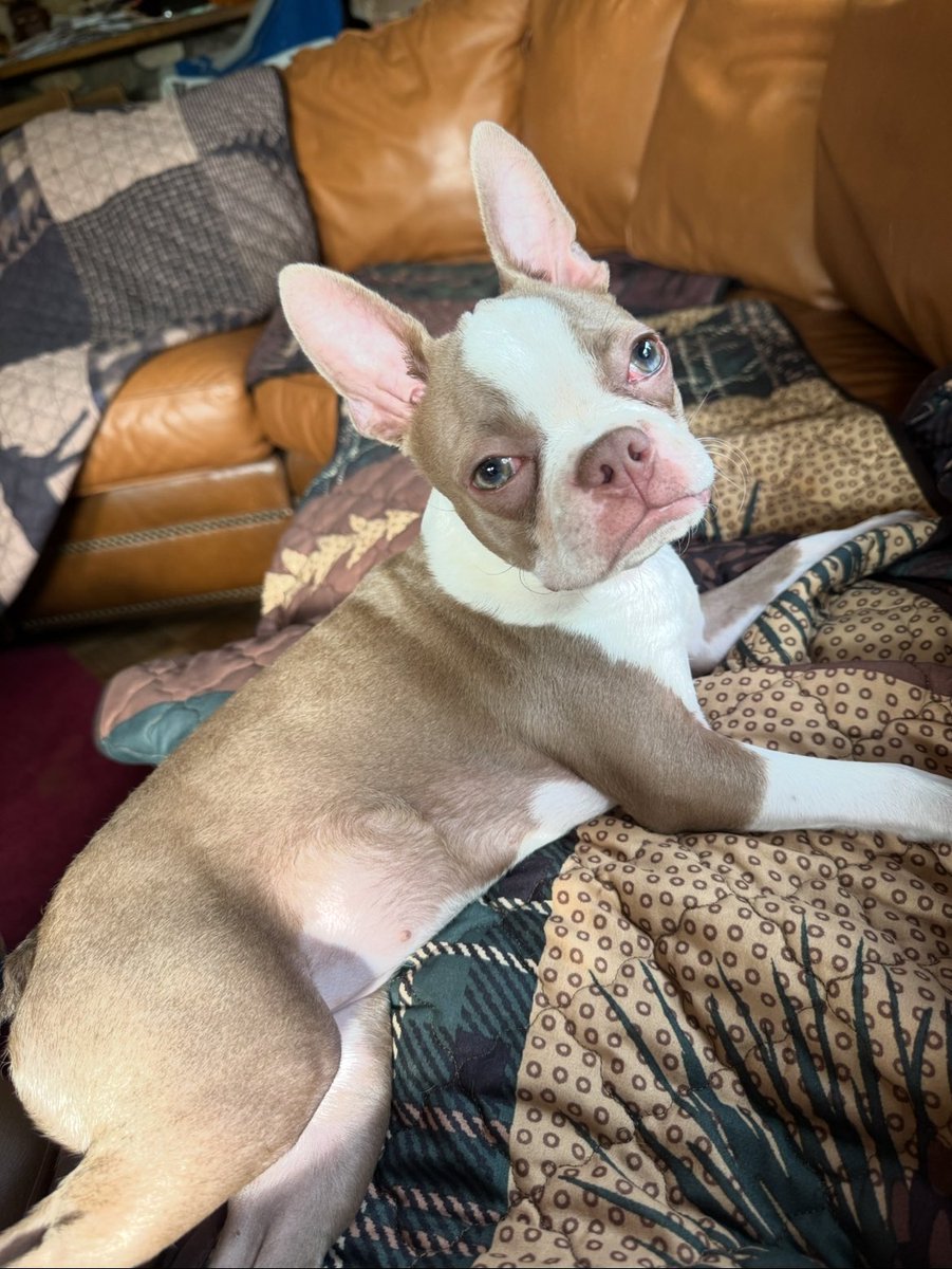 Hi everyone! My name is Blondie. I turned six months old today!

I really miss my mommy. Three weeks ago she had a big accident. My daddy tells me that she is medically stable, but she has a serious brain injury and will need a lot of rehab. She still really needs your prayers!