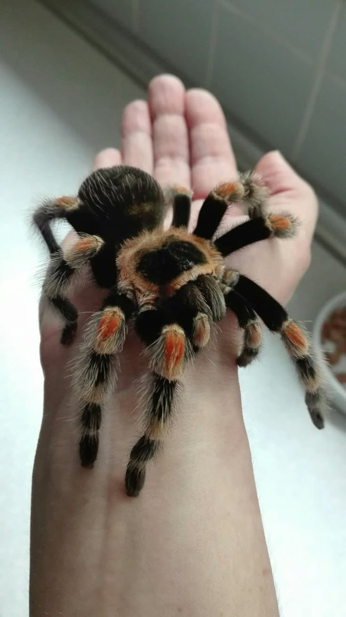 beneathurskin's tweet image. the boys dont fw my spider, gabriella tell em that you're the sweetest goodest girl in the world