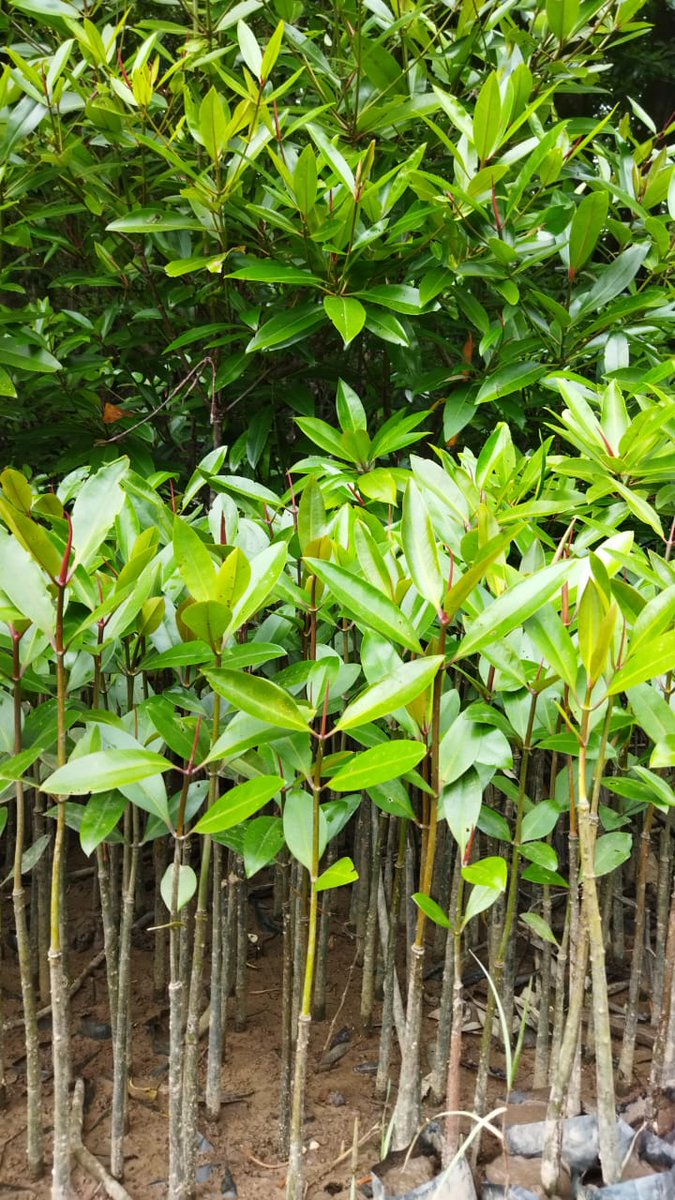 Pesisir Lestari tweet media