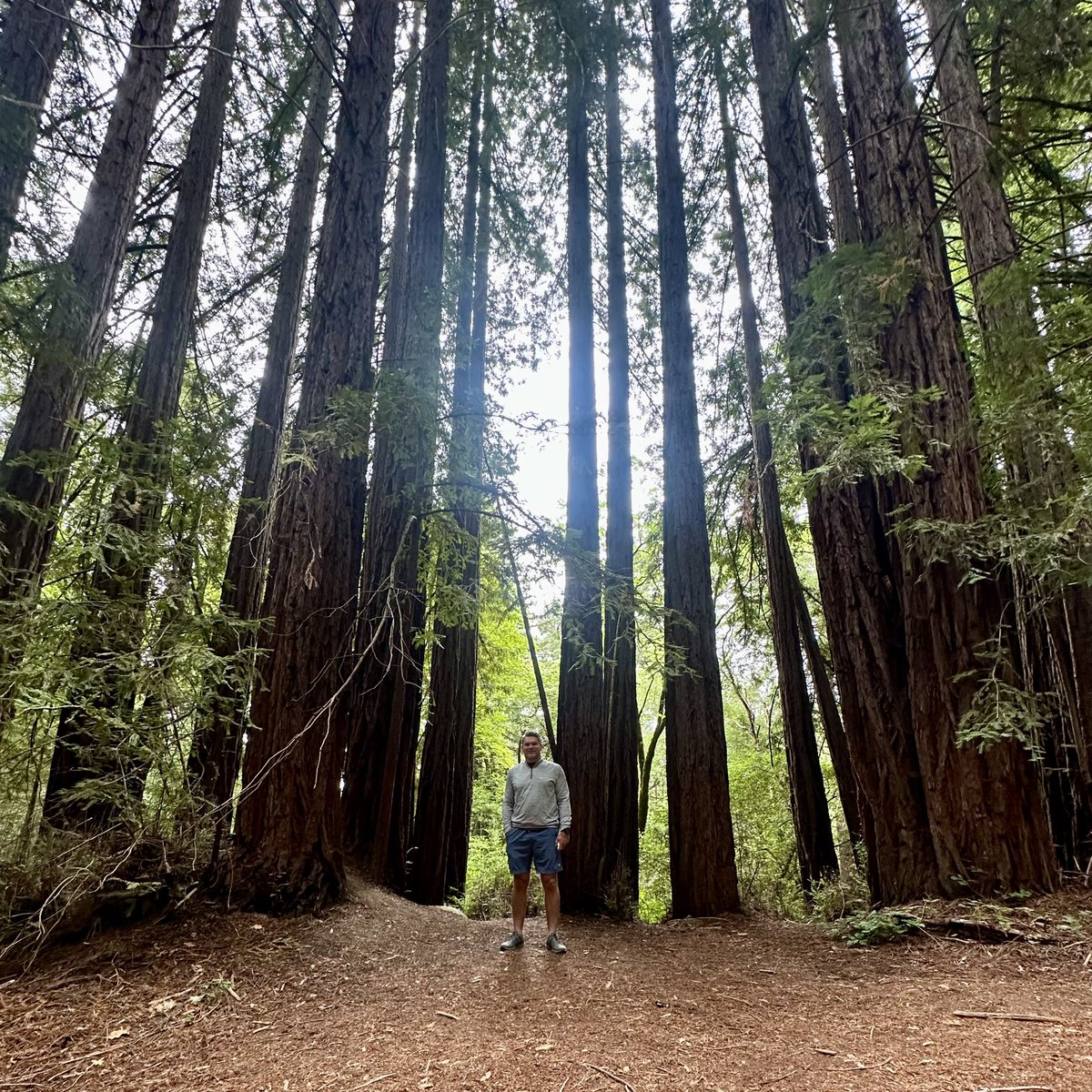 4.8mi hike this morning at Jack London State Park. Amazing how small you feel amongst these trees. Also got to see my first ancient redwood. 14’ diameter, ~2000 years old.