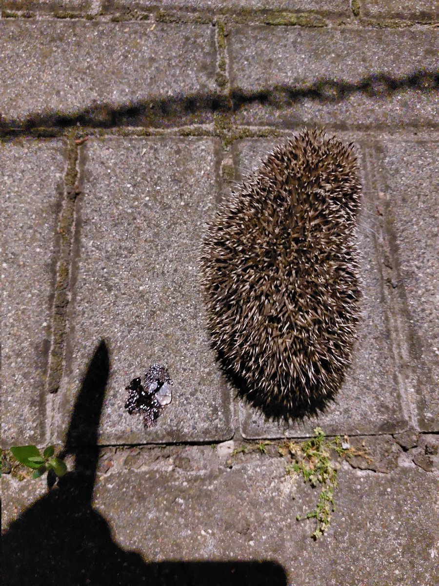 PolPotAliveInUA's tweet image. On today's unemployed adventure: I removed an awfully large tick from a hedgehog who redused to he friendly afterwards. A bit dissapointed in the conduct of the hedgehog, but can't blame it. Also, I am utterly drunk.
