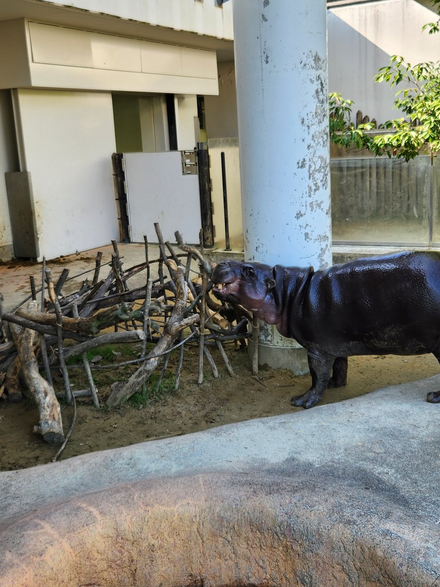 ishikawazoo_jp's tweet image. ホームページの「どうぶつえん日記」を更新しました。
↓リンクはコチラから↓
ishikawazoo.jp/diary/index.ht…
#いしかわ動物園 
#どうぶつえん日記 
#動物園 
#コビトカバ 
#柵