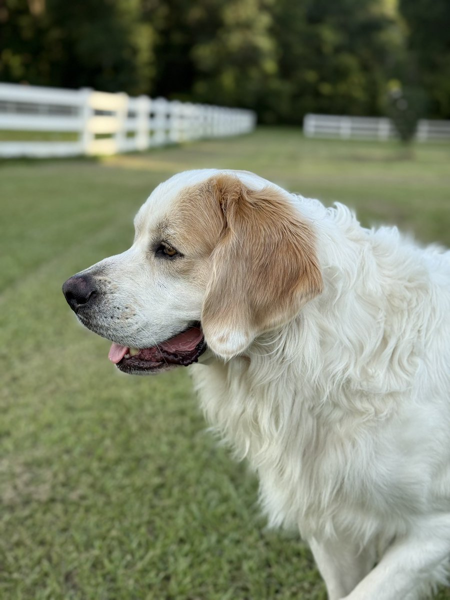 catturd2's tweet image. Everyone is asking why I don’t tweet as much as I did a few weeks ago. Because X has become a cesspool of hate and negativity - and I’d rather hang out with my 10 rescues that give me pure happiness. I couldn’t be more happy. Haters will hate this tweet.