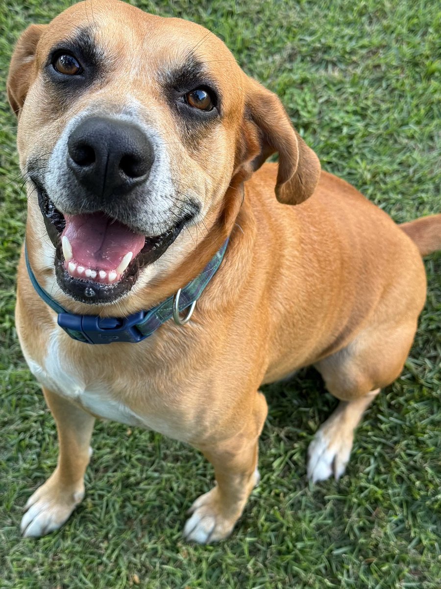 catturd2's tweet image. Everyone is asking why I don’t tweet as much as I did a few weeks ago. Because X has become a cesspool of hate and negativity - and I’d rather hang out with my 10 rescues that give me pure happiness. I couldn’t be more happy. Haters will hate this tweet.