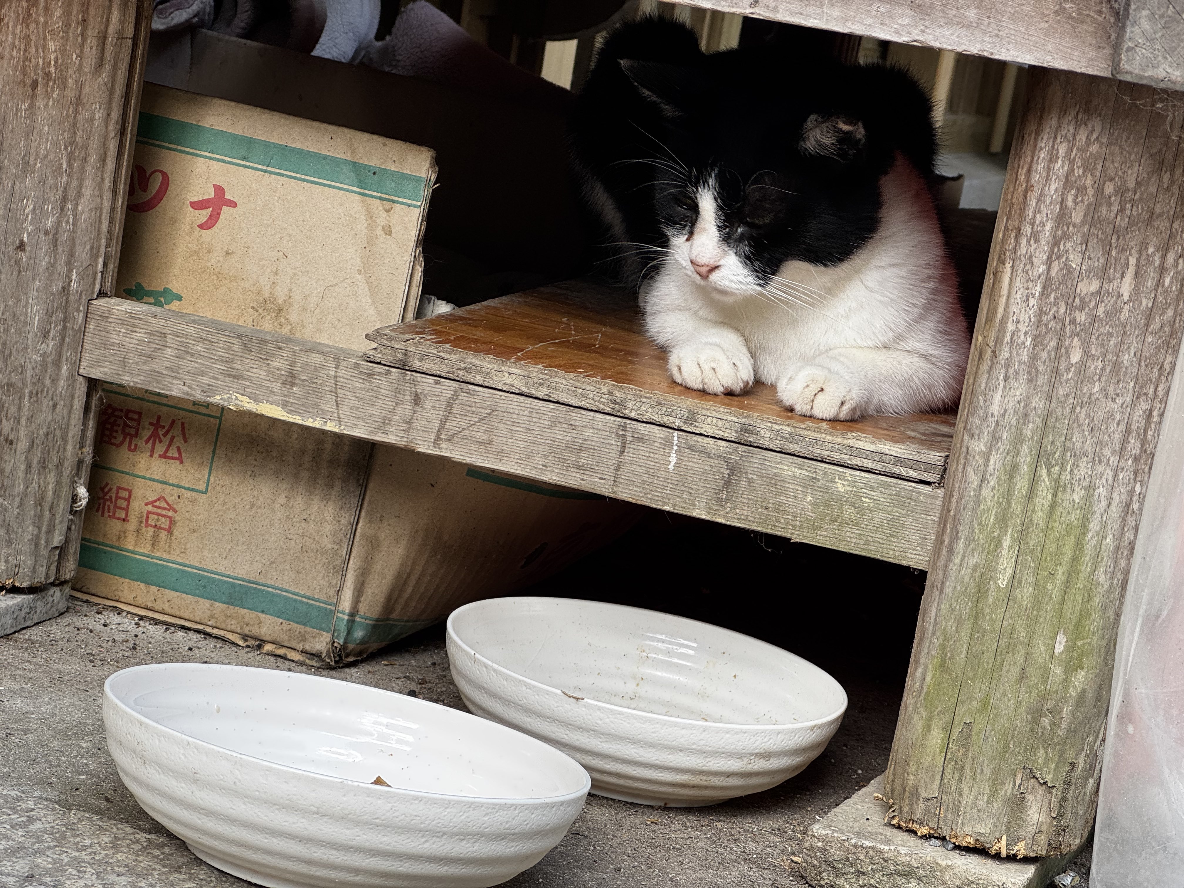 あやねこオーダーページ あやねこオーダーページ 藤 あや子🐾 on X: