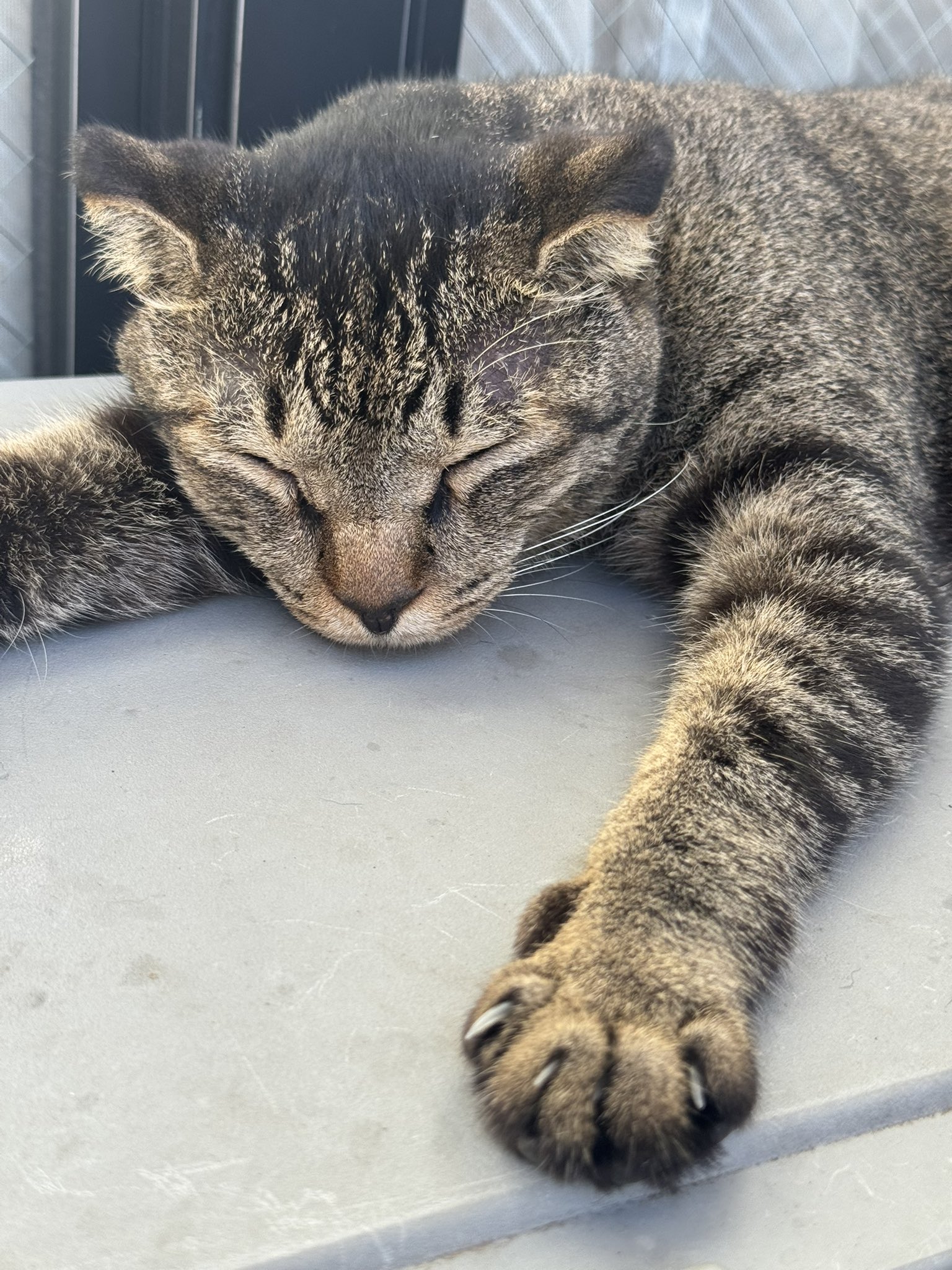 ねこねこ VICL-65818.jpg?_c=